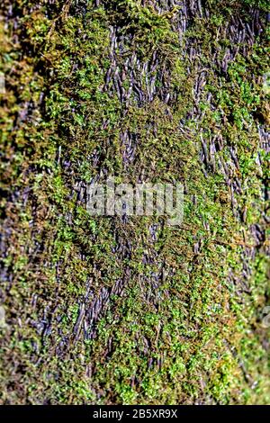 Texture. Bark and moss background. Beautiful tree trunk - image Stock Photo