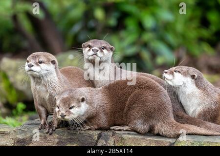 Group of four attentive Oriental small-clawed otters, Aonyx cinereus, against green  foliage background. Stock Photo