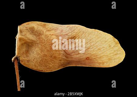 Acer campestre, Field maple, Feld-Ahorn, close up, fruit (samara) Stock Photo