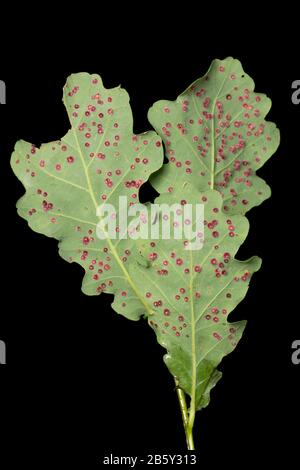 Common spangle galls, caused the gall wasp Neuroterus quercusbaccarum, growing on the leaves of an oak tree, Quercus robur. Black background. Dorset E Stock Photo