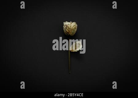 Dried rose on dark background. Minimalist flat lay black concept. Stock Photo