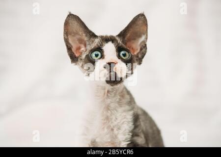 Funny Curious Young Gray Devon Rex Kitten. Short-haired Cat Of English Breed. Close Up Portrait. Stock Photo