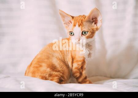 Funny Curious Young Red Ginger Devon Rex Kitten Sitting At Home Sofa. Short-haired Cat Of English Breed. Stock Photo