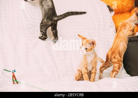 Funny Curious Young Red Ginger And Gray Devon Rex Kitten Playing Together At Home Sofa. Short-haired Cat Of English Breed. Stock Photo
