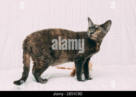 Adult Gray Devon Rex Cat At Home Sofa. Short-haired Cat Of English Breed. Stock Photo