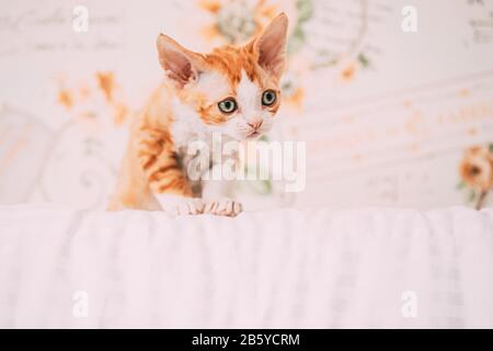 Funny Curious Young Red Ginger Devon Rex Kitten Sitting At Home Sofa. Short-haired Cat Of English Breed. Stock Photo