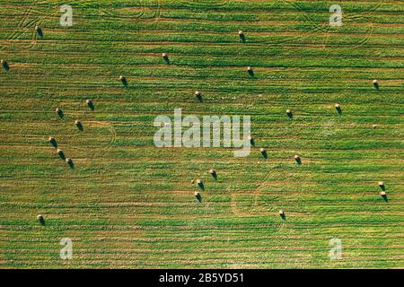 Aerial View of Summer Field Landscape With With Dry Hay Bales During Harvest. Trails Lines on Farmland. Top View Agricultural Landscape. Drone View. B Stock Photo