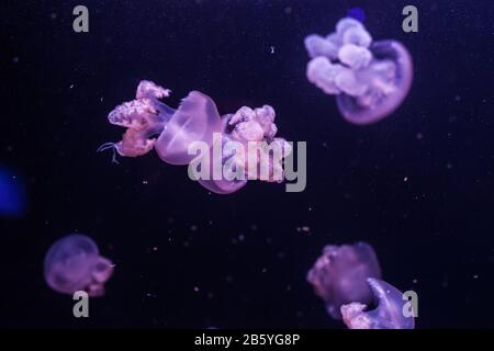 Marble jellyfish, lychnorhiza lucerna, in the dark water close up Stock