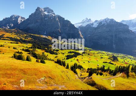 Picturesque autumn landscape with green meadow and blue snowy mountains in Grindelwald village in Swiss Alps Stock Photo