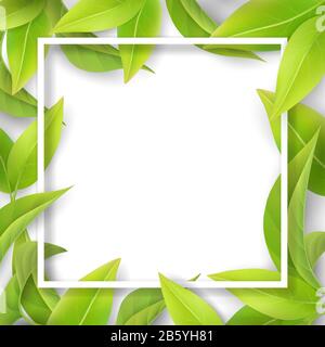 Green mellow leaves and white frame. Stock Vector