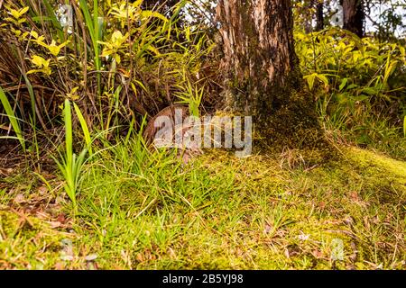 Lush plant-life growing along Thurston Lava Tube Trail at Volcano's National Park on the Island of Hawai'i Stock Photo