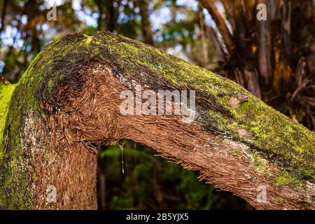 Lush plant-life growing along Thurston Lava Tube Trail at Volcano's National Park on the Island of Hawai'i Stock Photo