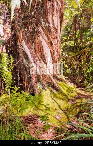 Lush plant-life growing along Thurston Lava Tube Trail at Volcano's National Park on the Island of Hawai'i Stock Photo