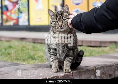 Hand stroking a stray gray tabby cat Stock Photo