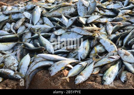 fishes lying on sand which have just been caught by the fisherman from the sea Stock Photo