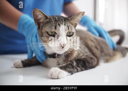 The veterinarian doctor treating, checking on cat at vet clinic. Stock Photo