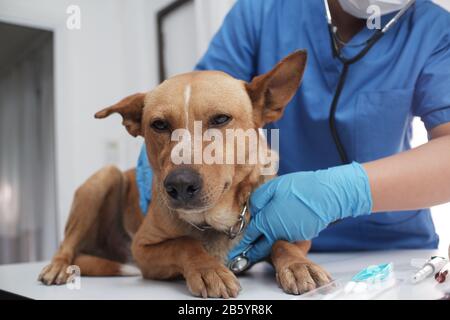 The veterinarian doctor treating, checking on dog at vet clinic. Stock Photo