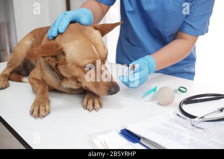 The veterinarian doctor treating, checking on dog at vet clinic. Stock Photo