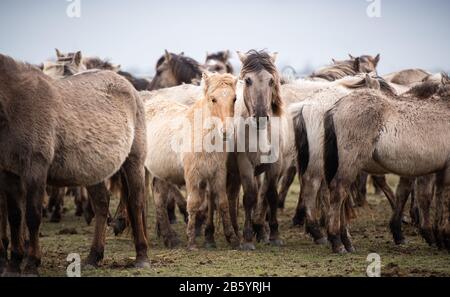 Nordermeldorf, Germany. 09th Mar, 2020. Konik horses stand in a mobile fence. Some of them are to be captured for examinations. The pony-like wild horses live wild in the Meldorfer Speicherkoog (district of Dithmarschen) and are currently in partly bad condition. Credit: Daniel Reinhardt/dpa/Alamy Live News Stock Photo