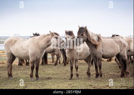 Nordermeldorf, Germany. 09th Mar, 2020. Konik horses stand in a mobile fence. Some of them are to be captured for examinations. The pony-like wild horses live wild in the Meldorfer Speicherkoog (district of Dithmarschen) and are currently in partly bad condition. Credit: Daniel Reinhardt/dpa/Alamy Live News Stock Photo