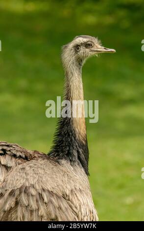 portrait of an emu bird on green background in zoo pilsen Stock Photo