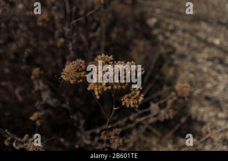 focus of dried weed with blured background Stock Photo