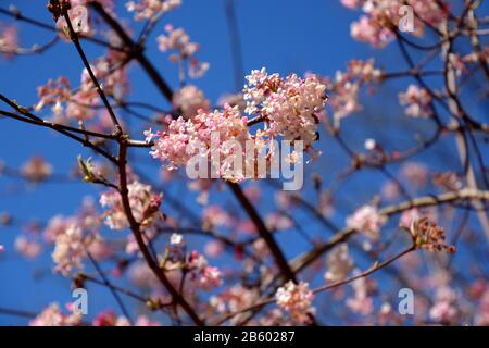 pink flowers of viburnum bodnantense or winter snowball against blue sky, bodnant viburnum in bloom in march Stock Photo