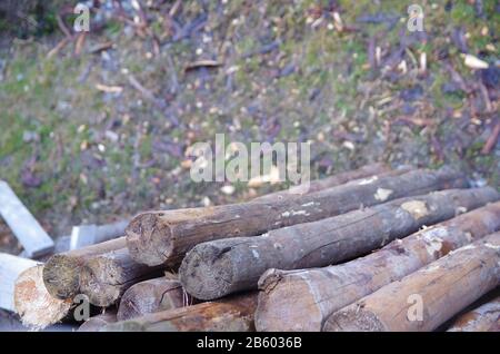 stacked wood with a blured foreground Stock Photo
