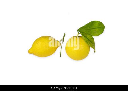 Two lemons with twigs and green leaf isolated on white background. Stock Photo