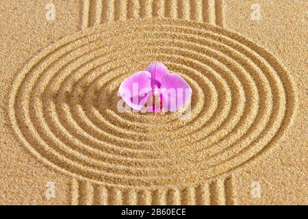 Japanese zen garden with orchid blossom in textured sand Stock Photo