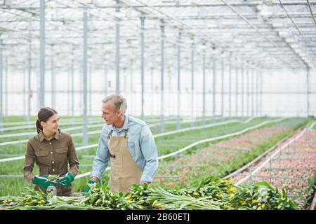Wide angle portrait of two workers sorting fresh tulips at flower plantation in industrial greenhouse, copy space Stock Photo