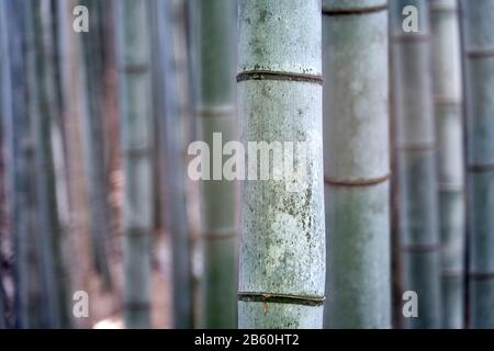 A forest of bamboo plants forming vertical lines. Stock Photo