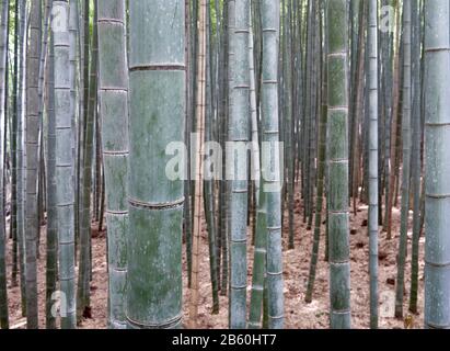 A forest of bamboo plants forming vertical lines. Stock Photo