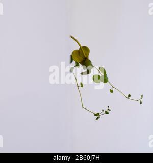 Plant Floating on White Background Stock Photo