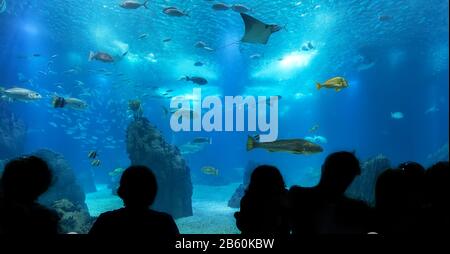 Silhouettes of people against a blue aquarium. Stock Photo