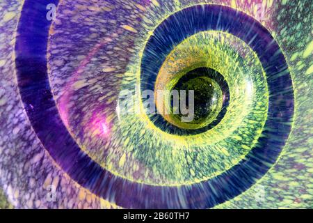 abstract close-up of purple spiral in yellow background Stock Photo