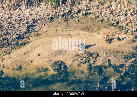 top view of a duck on a shallow and dirty river surrounded by reeds Stock Photo
