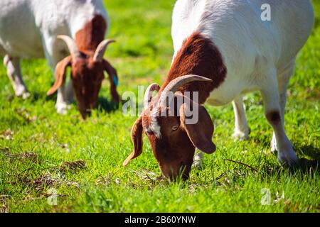 Goats eating grass on a daily farm in rural South Australia on a winter day Stock Photo