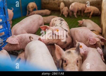 pigs in the pigsty livestock pork production Stock Photo