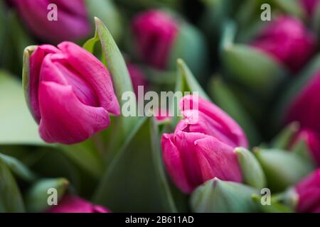 Close up background image of beautiful tulip buds opening in flower plantation or garden, copy space Stock Photo