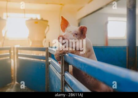 pigs in the pigsty livestock pork production Stock Photo