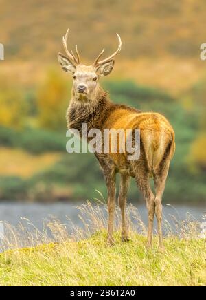 Portrait of a Red deer stag (latin name: Cervus elaphus) A young stag stood majestically besides a loch in Glen Strathfarrar, Scottish Highlands. Stock Photo