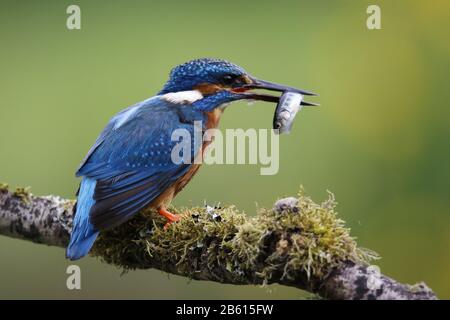 Male kingfisher fishing on a mossy branch