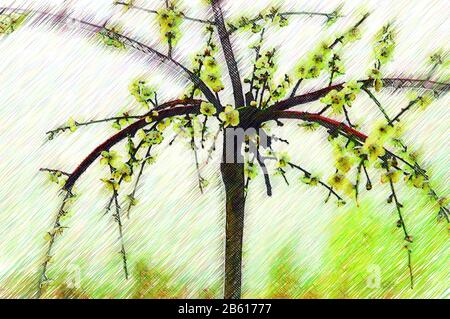 Spring open plum blossom, oil painting photos. Stock Photo