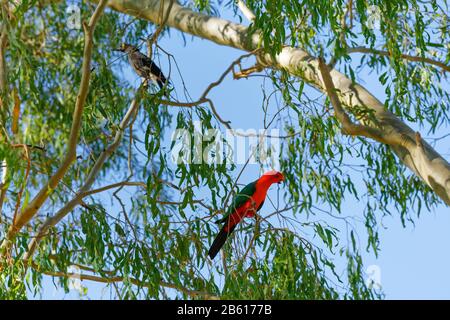 Australian King Parrot and Pied Currawwong perched in a Gum tree in Northern Queensland Australia Stock Photo