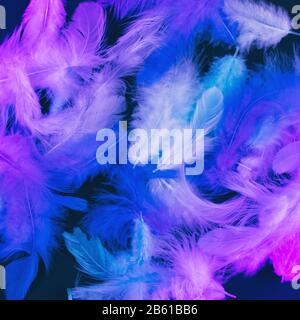 Stylish dark background with feathers in neon light Stock Photo