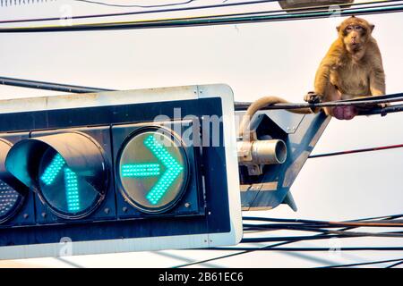 Crab-eating macaque (Macaca fascicularis) sitting on a traffic light Stock Photo