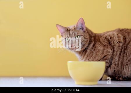 Ginger cat beside a yellow food bowl waiting for Food. Stock Photo