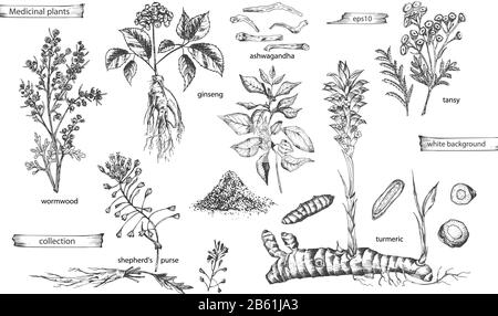 Set vintage hand drawn sketch medicine herbs elements isolated on white background. wormwood, turmeric, tansy, ashwagandha, shepherds, purse, ginseng Stock Vector