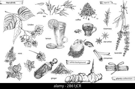 Set vintage hand drawn sketch hot drinc elements isolated on white background. Star anise, cinnamon, lavender, rosemary, lemon, ginger, coffee, tea Stock Vector